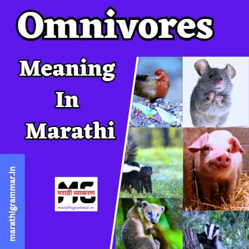 Omnivores Meaning In Marathi। सर्वभक्षी म्हणजे काय ?